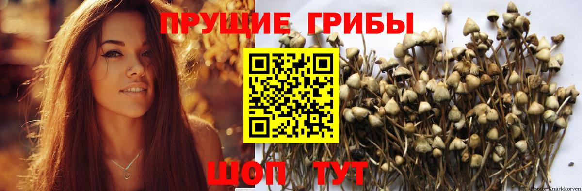 Псилоцибиновые грибы Cubensis  Вход с VPN  Волгоград  Псилоцибиновые грибы ЛСД 